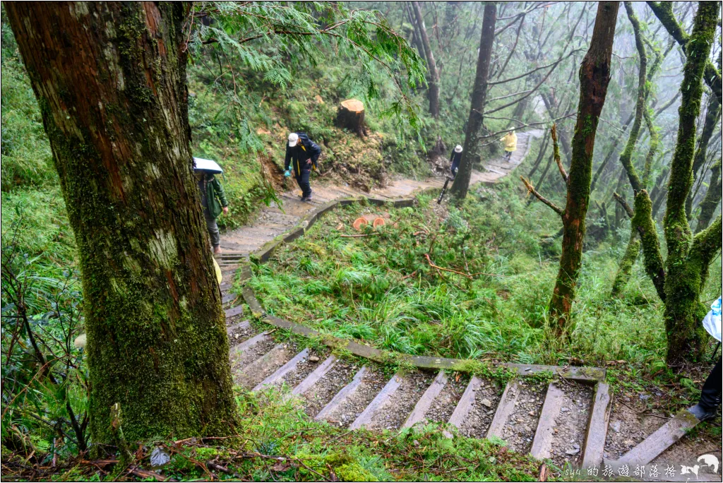 太平山 山毛櫸步道