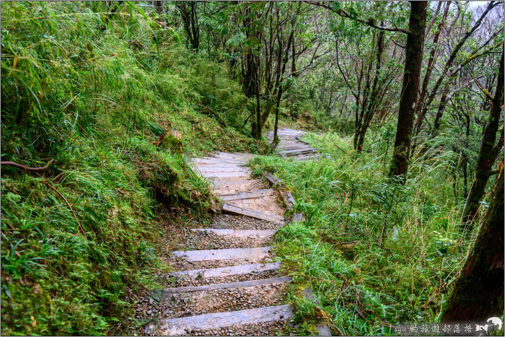 太平山 山毛櫸步道