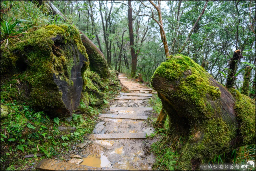 太平山 山毛櫸步道