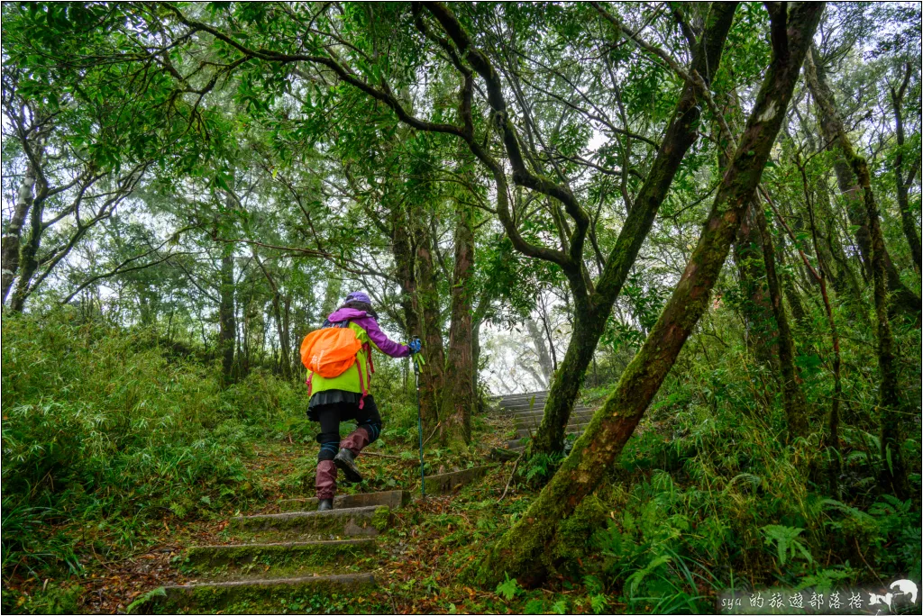 太平山 山毛櫸步道