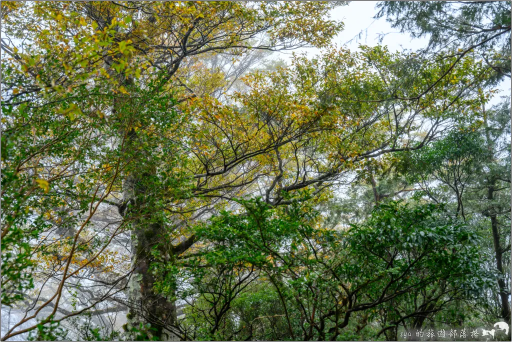 太平山 山毛櫸步道