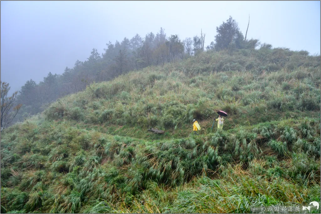 太平山 山毛櫸步道