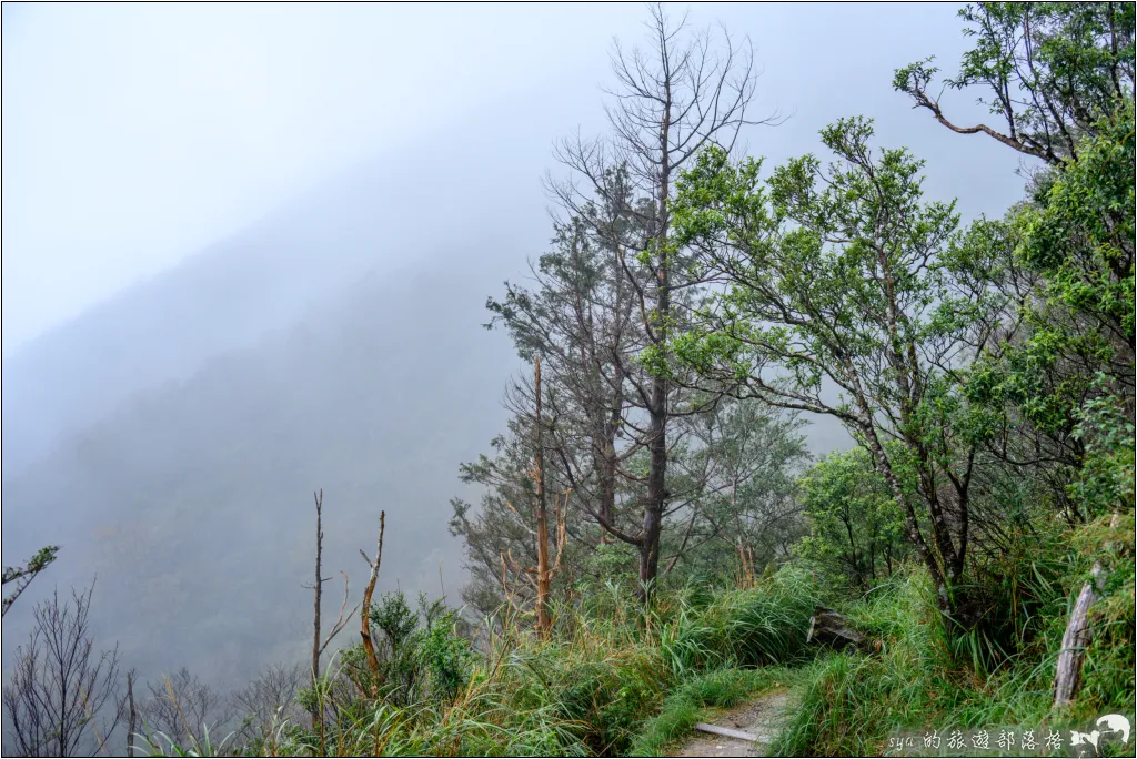 太平山 山毛櫸步道