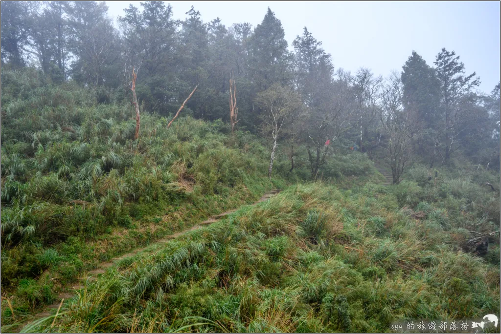 太平山 山毛櫸步道