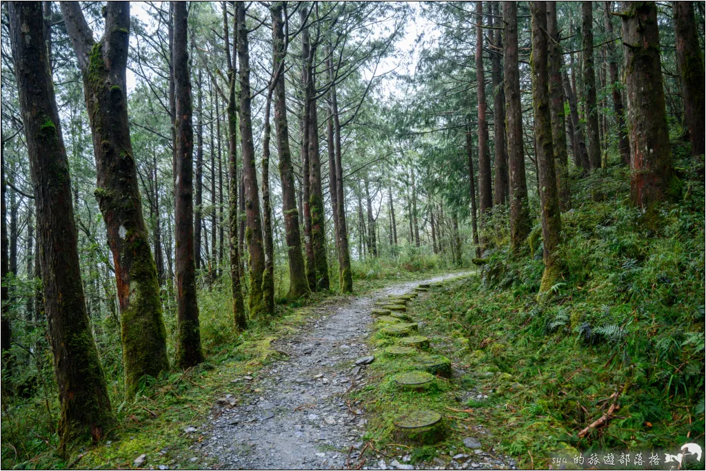 太平山 山毛櫸步道