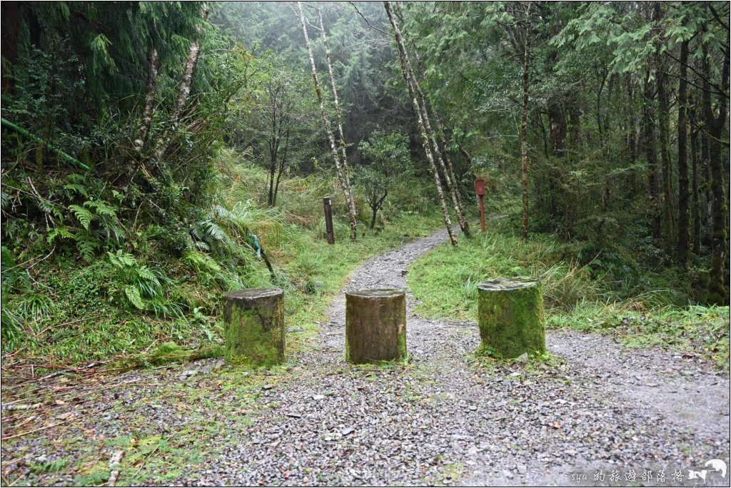 太平山 山毛櫸步道