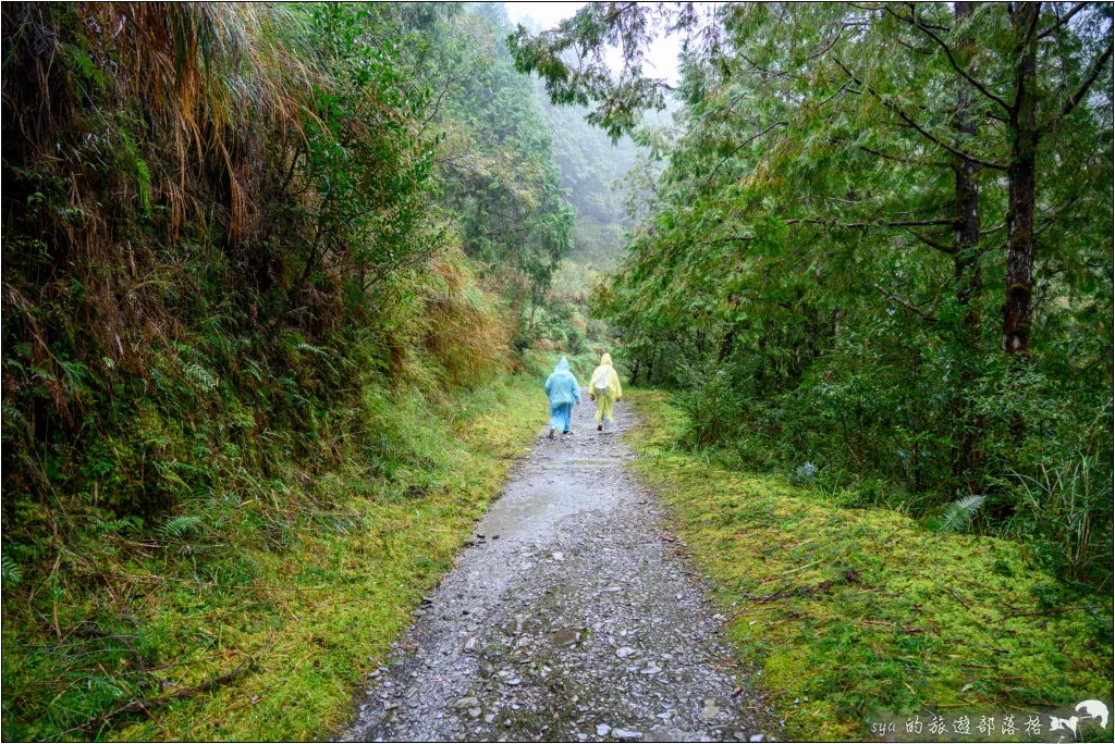 太平山 山毛櫸步道