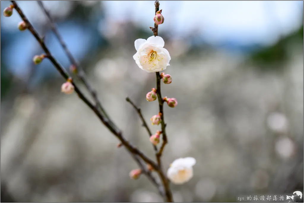 角板山公園、角板山行館、角板山梅花季、角板山戰備隧道