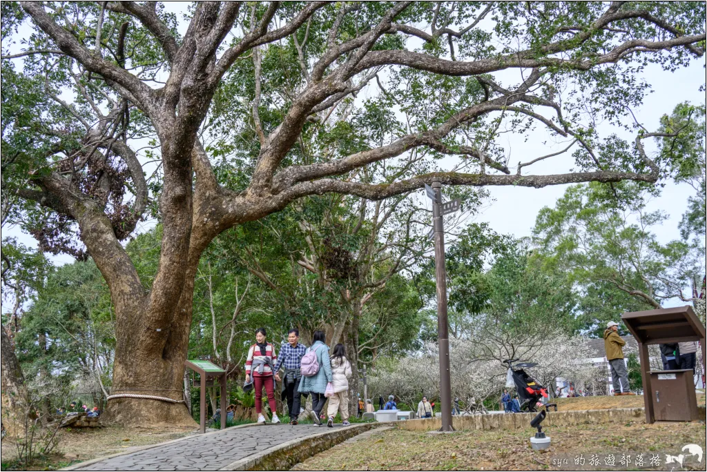 角板山公園、角板山行館、角板山梅花季、角板山戰備隧道