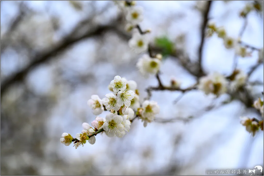 角板山公園、角板山行館、角板山梅花季、角板山戰備隧道