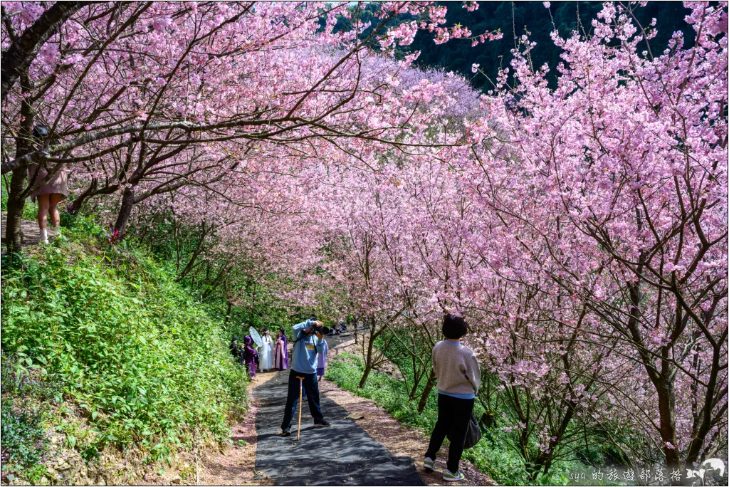 三峽大熊櫻花林