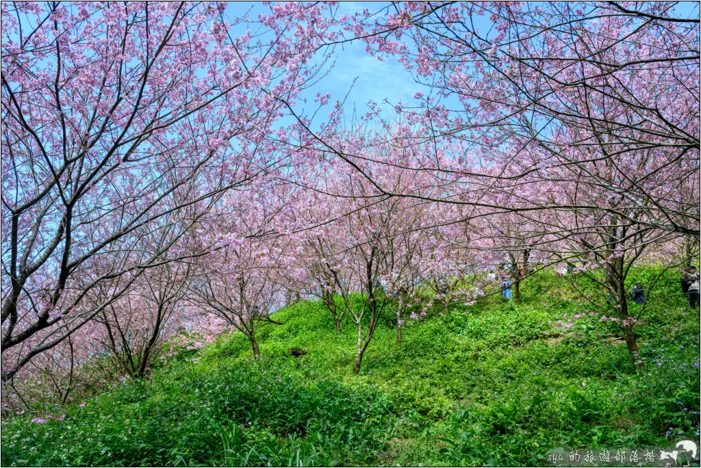 三峽大熊櫻花林