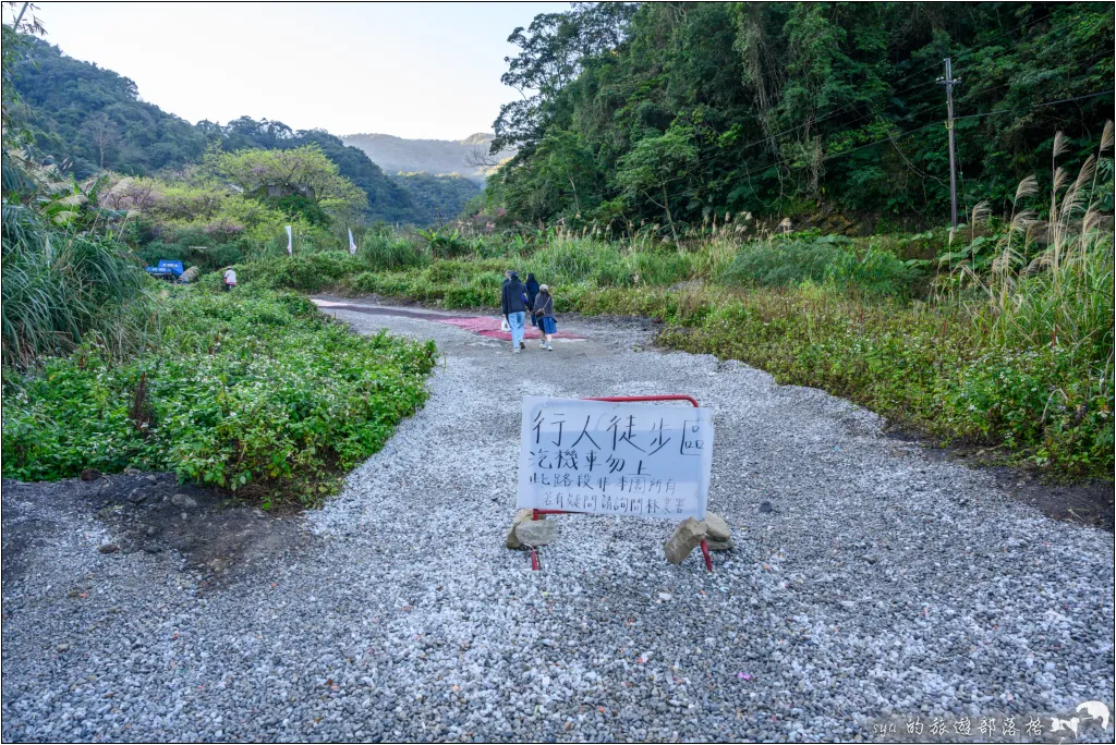 三峽大熊櫻花林