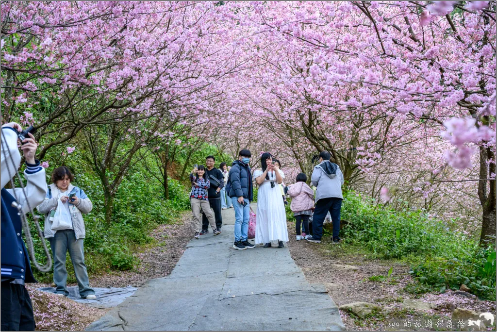 三峽大熊櫻花林