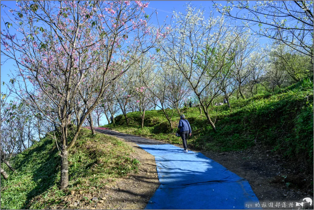 三峽大熊櫻花林