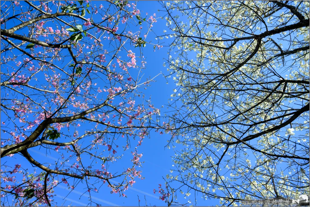 三峽大熊櫻花林