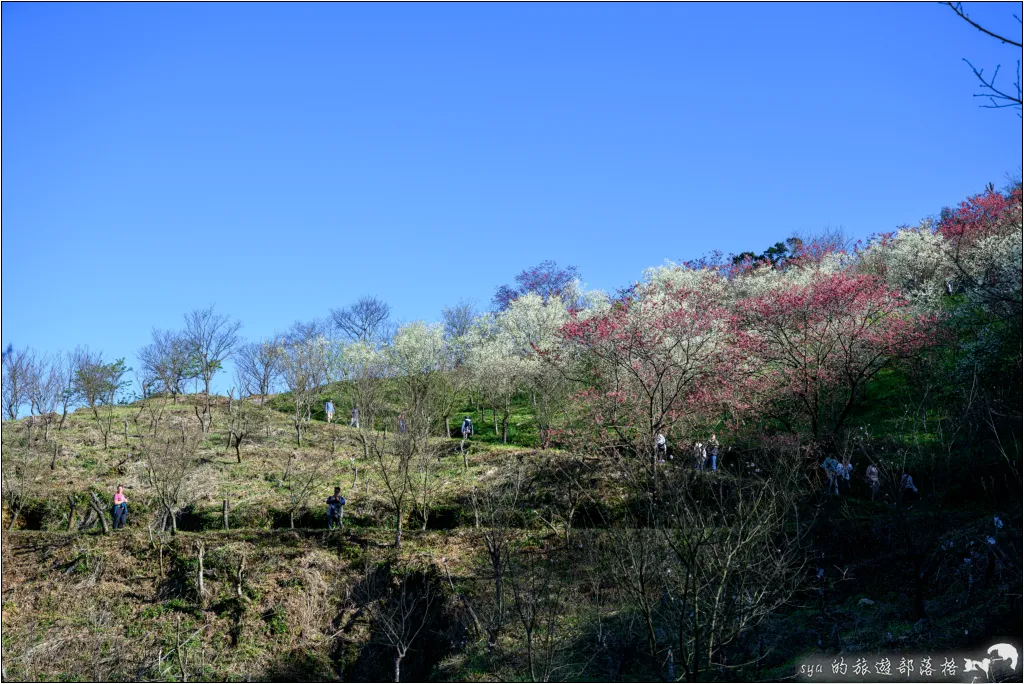 三峽大熊櫻花林