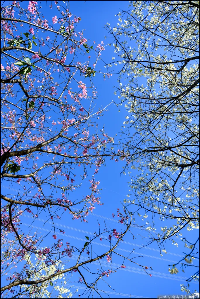 三峽大熊櫻花林