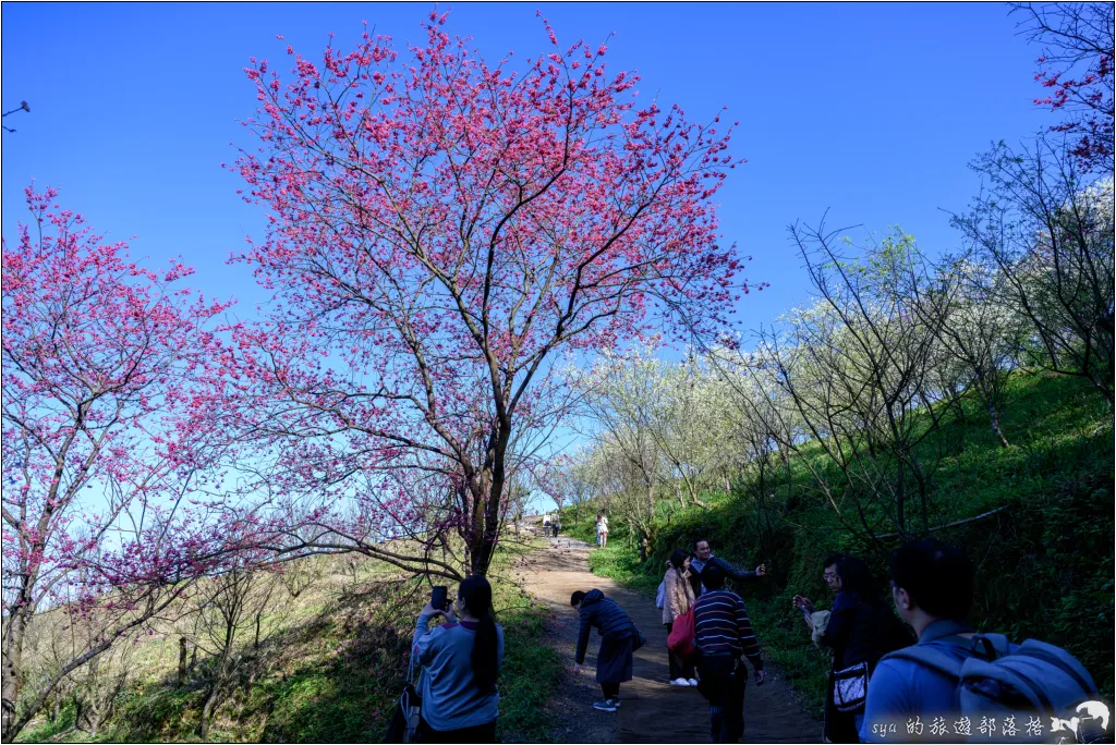 三峽大熊櫻花林