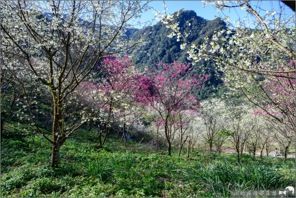 三峽大熊櫻花林