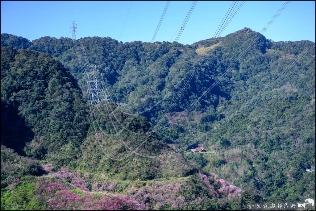 三峽大熊櫻花林