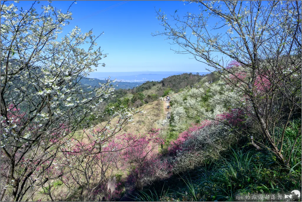 三峽大熊櫻花林