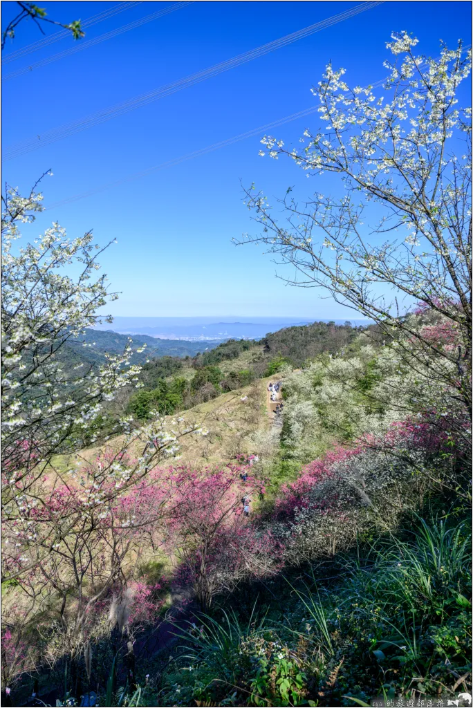 三峽大熊櫻花林