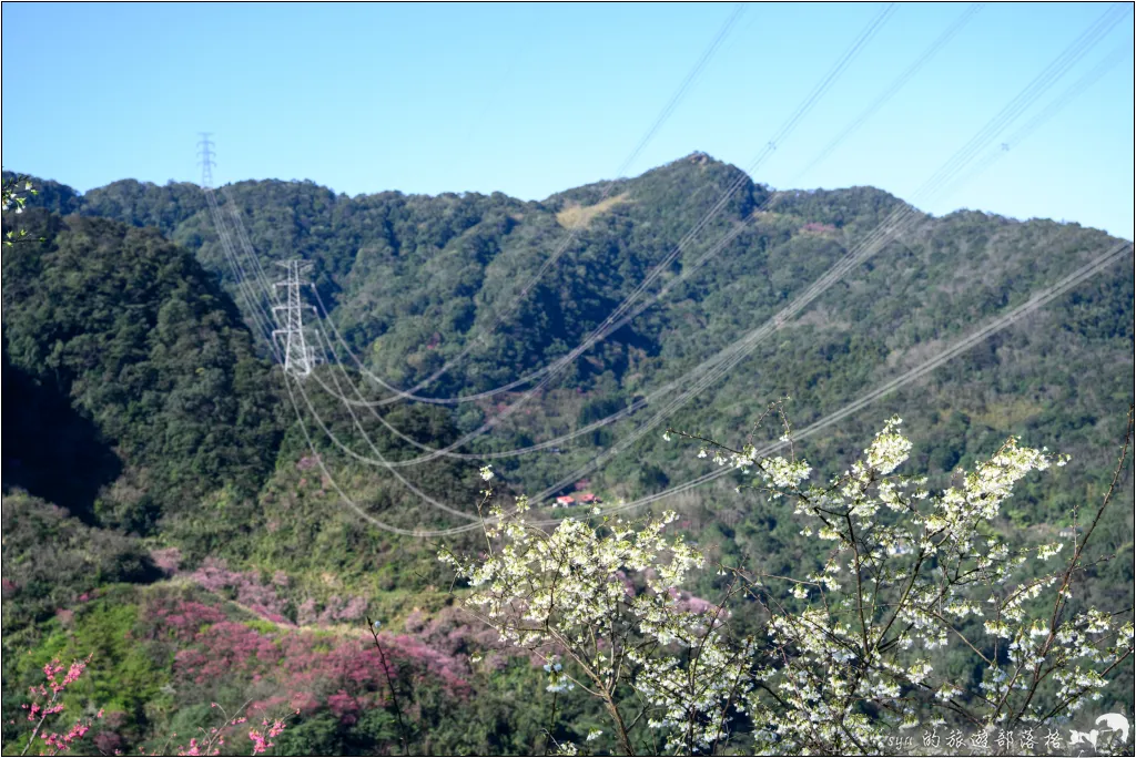 三峽大熊櫻花林