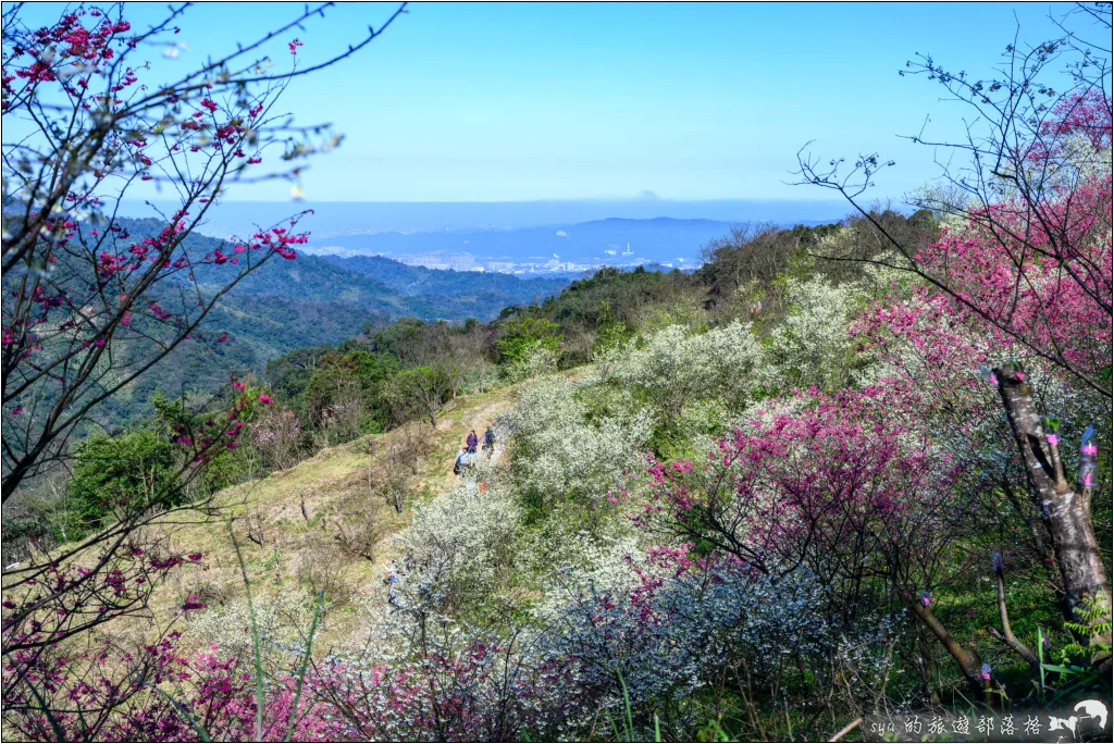 三峽大熊櫻花林