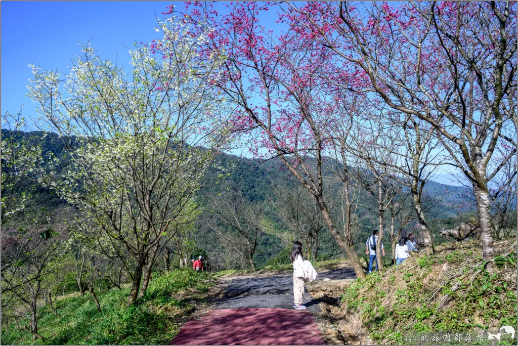 三峽大熊櫻花林