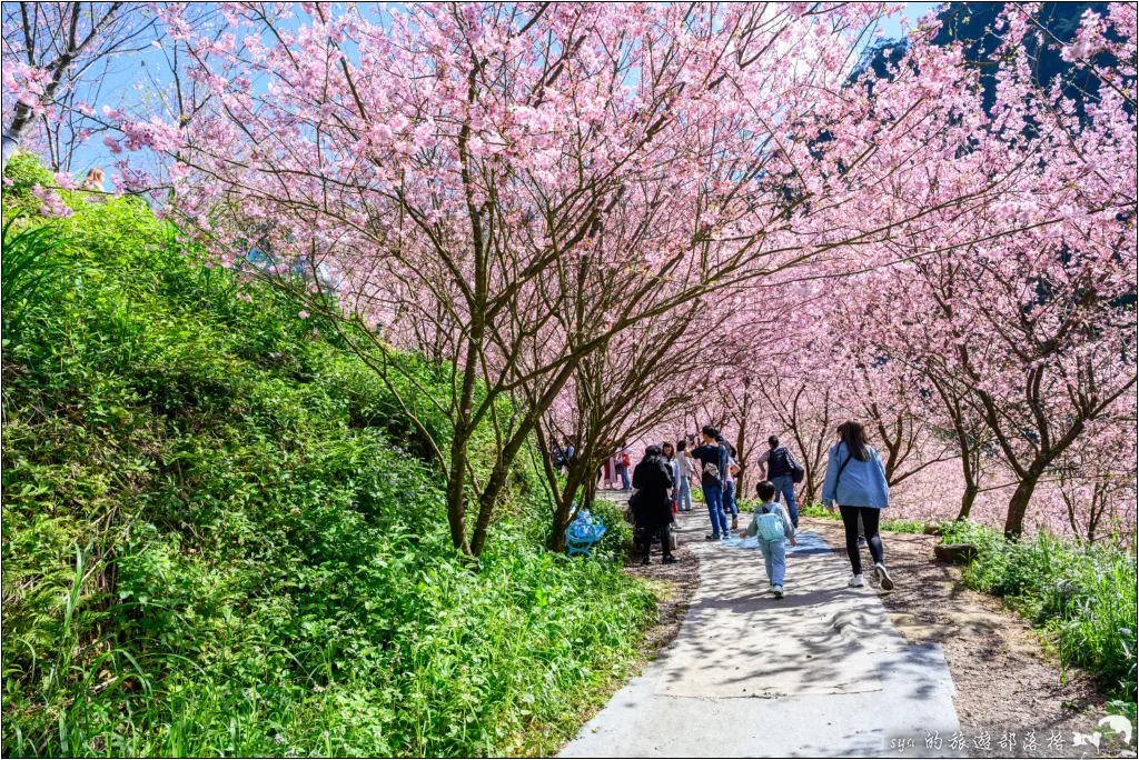 三峽大熊櫻花林