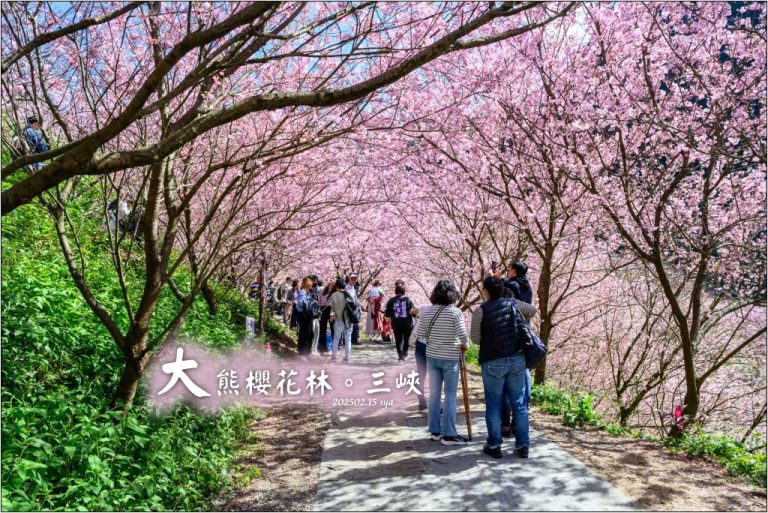 三峽大熊櫻花林