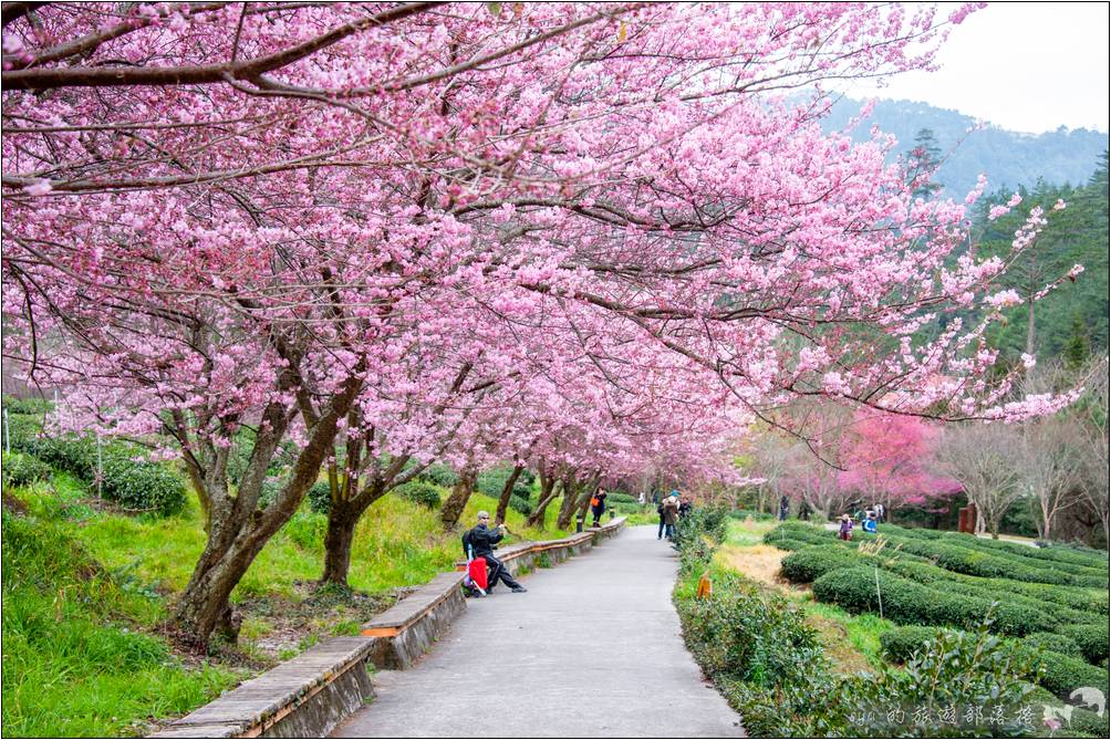 武陵農場 櫻花季