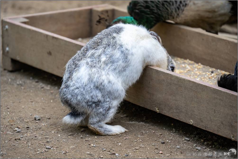 綠世界 可愛動物區