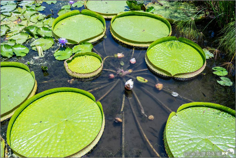 蓮城蓮花園