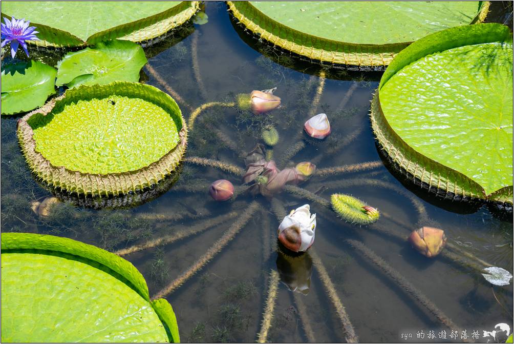 蓮城蓮花園