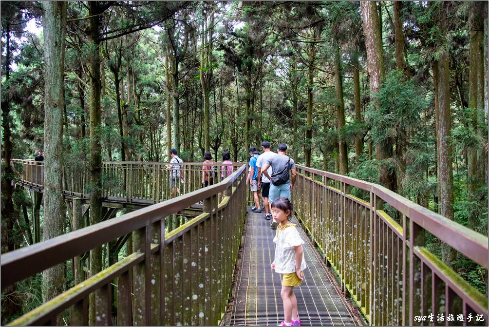 溪頭森林遊樂區 溪頭自然教育園區 空中走廊