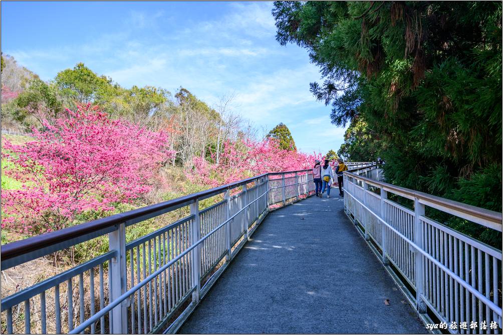 清境高空觀景步道接近「蝴蝶園」的南端售票口這裡有許多櫻花的植栽