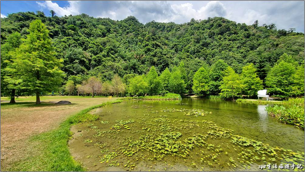 湖區落羽松景觀