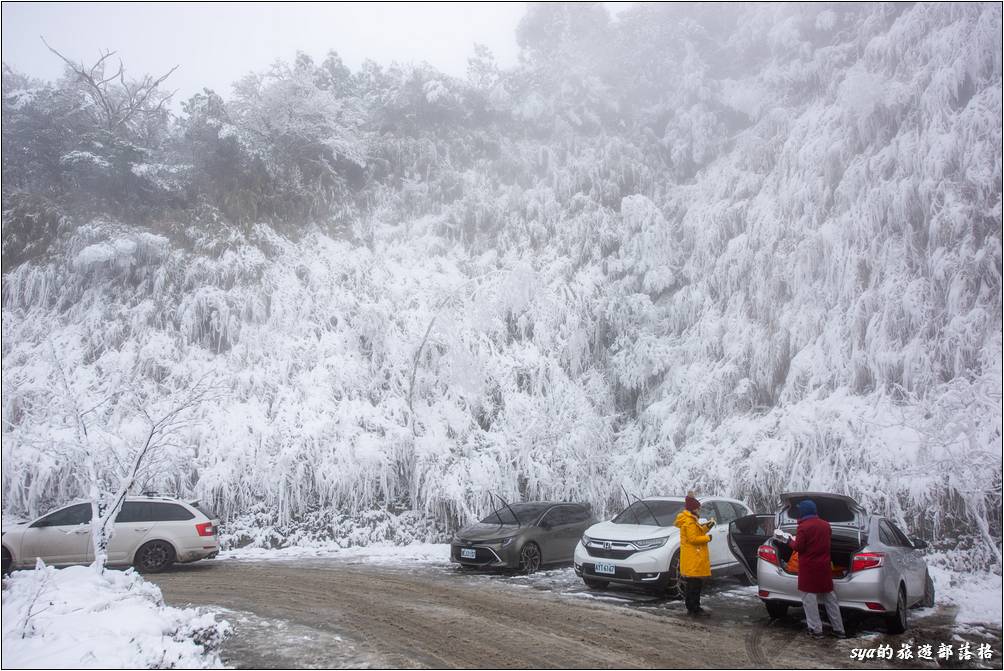 太平山停車場旁的植物，早已被大雪覆蓋成另一種景色。