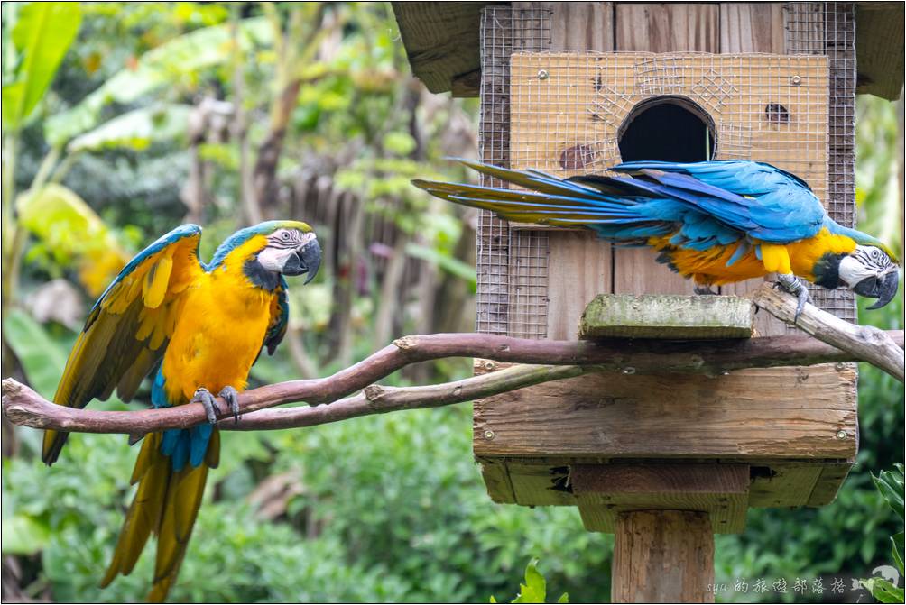 綠世界的鳥園鸚鵡