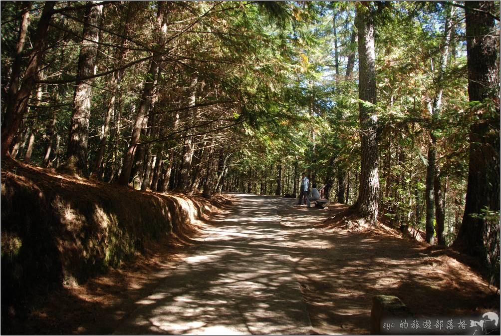 桃山瀑布步道整體來說，相當的平緩好走