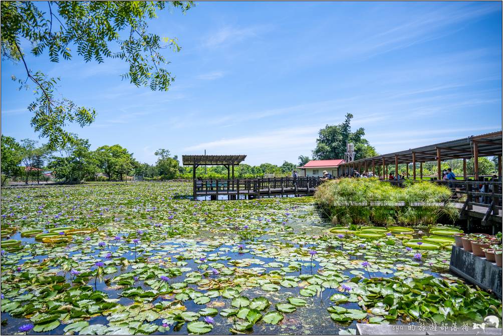 蓮城蓮花園