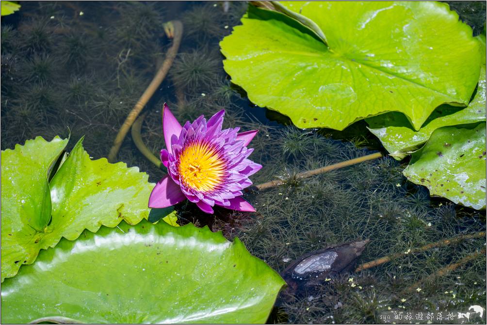 蓮城連花園