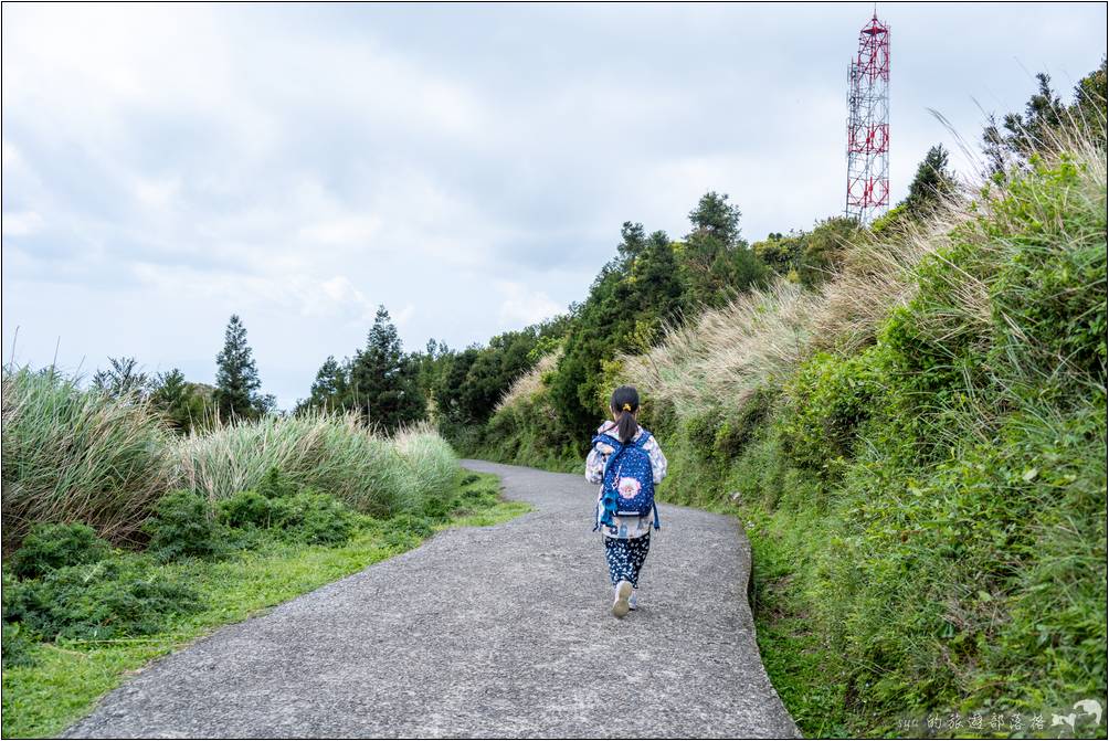 步道旁草地上深綠色一叢叢的就是平常不容意見到的南國薊