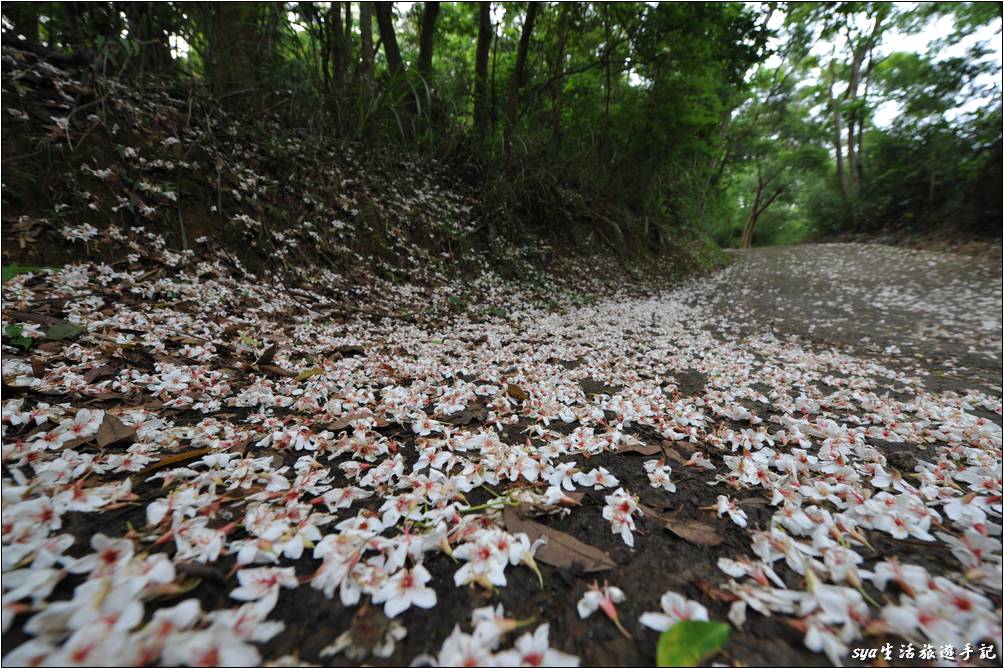 步道的路線四通八達，如果你厭倦了走階梯式的登山步道，也可以走供車輛行駛的車道