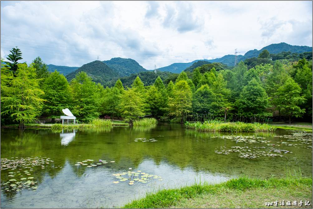 湖區落羽松景觀