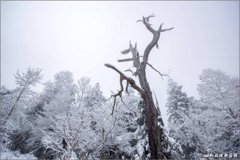 第一次在台灣的賞雪行程大成功