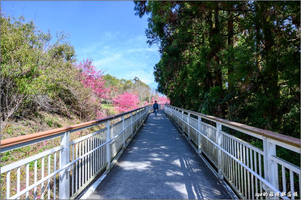 清境高空觀景步道接近「蝴蝶園」的南端售票口這裡有許多櫻花的植栽