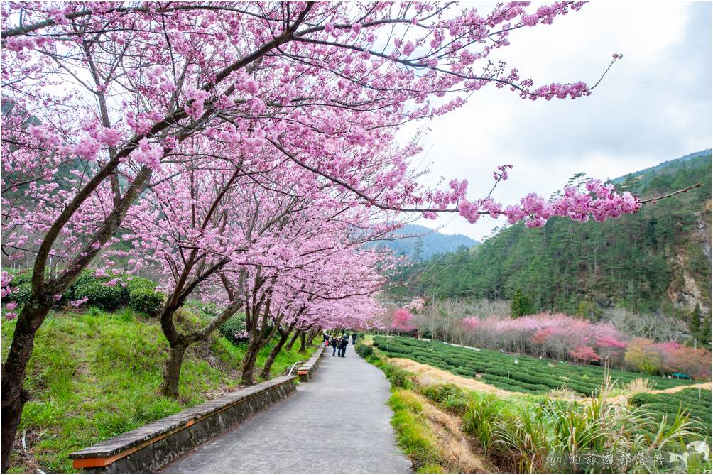 武陵農場 櫻花季